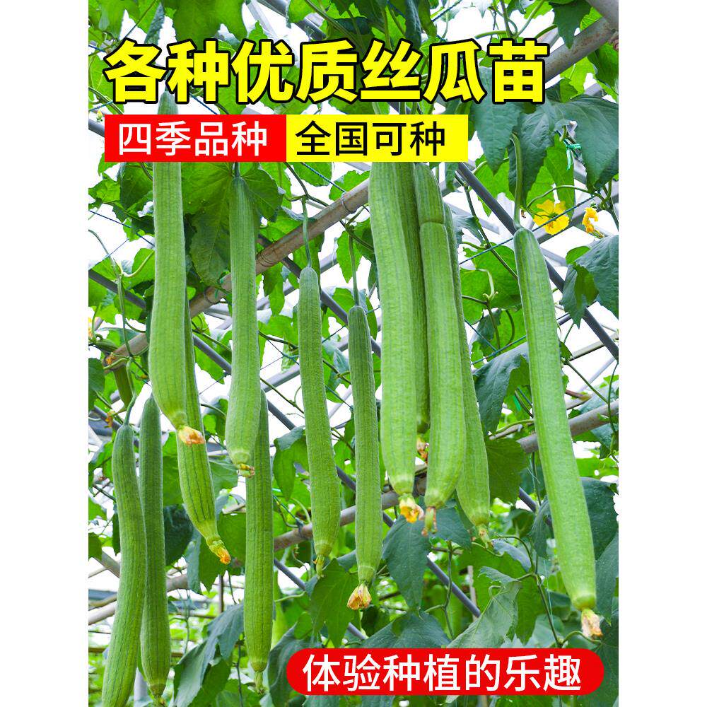 肉丝瓜种子苗特大四季巨型蔬菜秧孑子北方秧苗幼苗瓜类种籽南方种