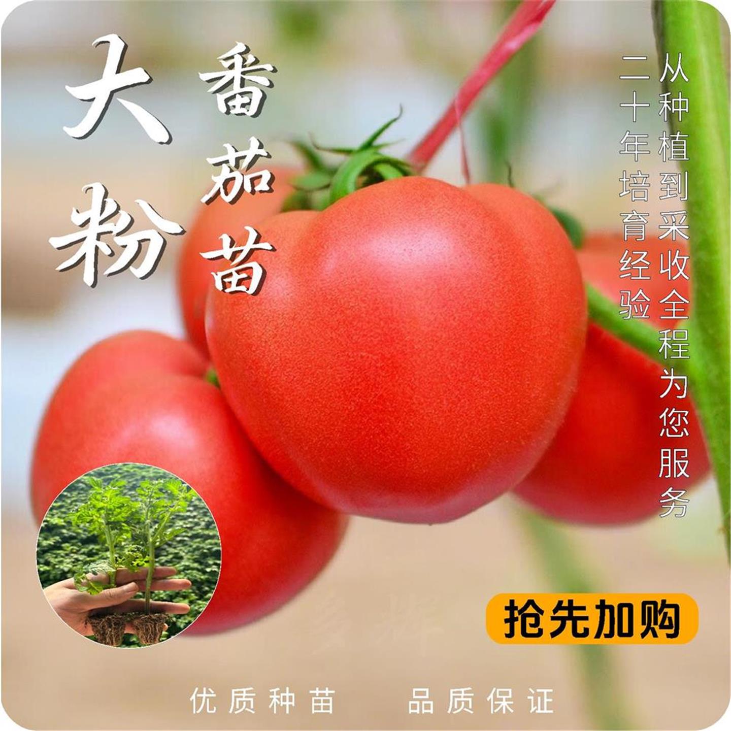 老品种毛粉红番茄大西柿子