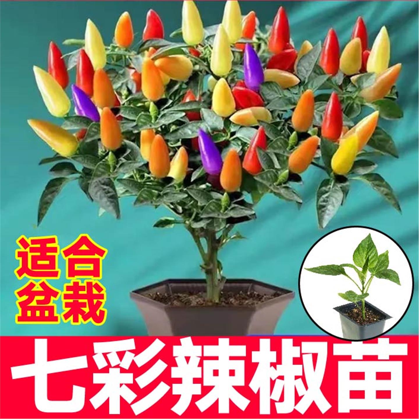 食用观赏七彩小辣椒秧苗带