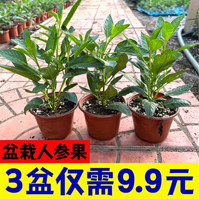 盆栽人参果苗高产生树水南