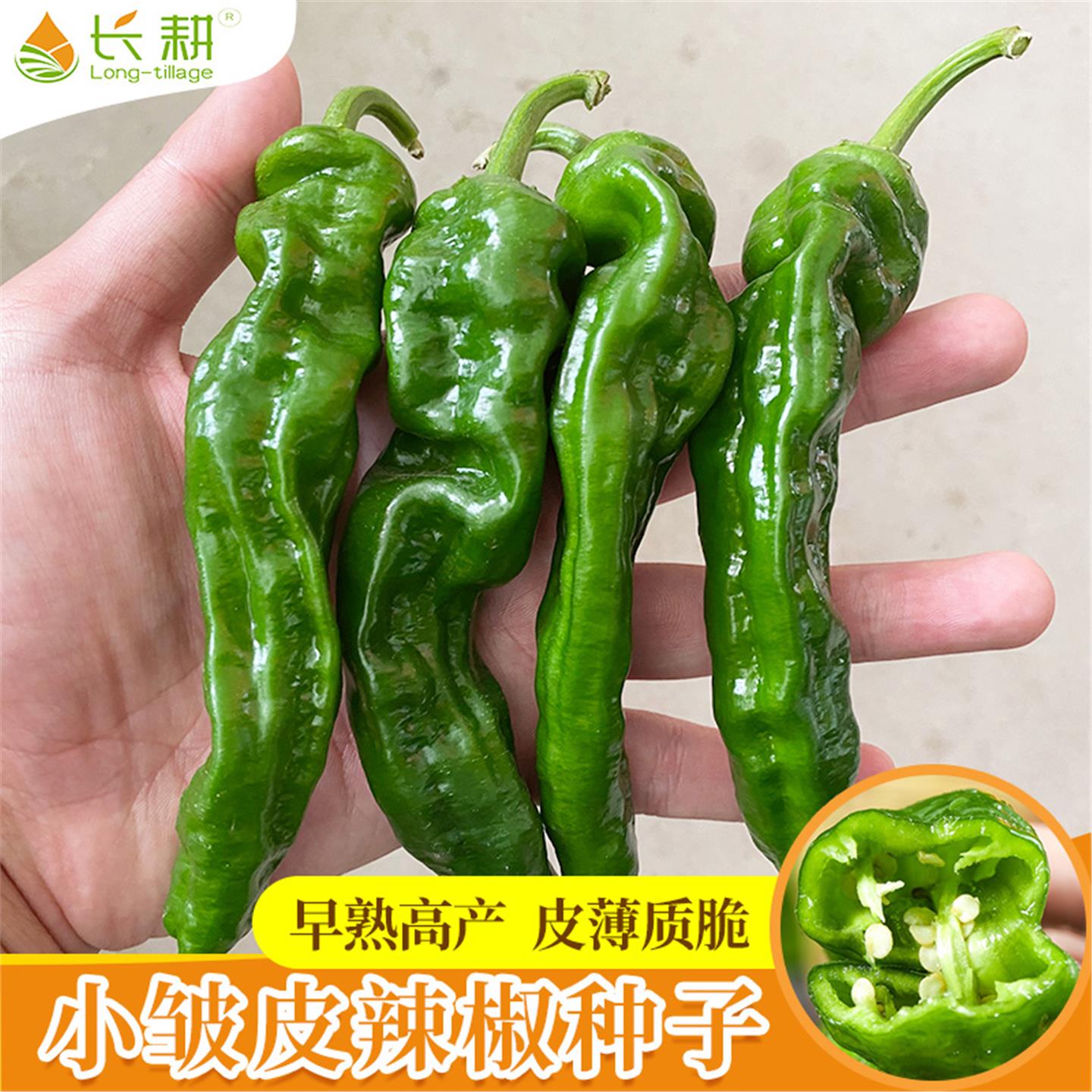小皱皮辣椒种子薄籽春秋四