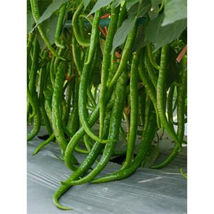 线椒种籽二荆条菜苗微辣辣椒树苗种子苗带土秧苗高产四季蔬菜孑青