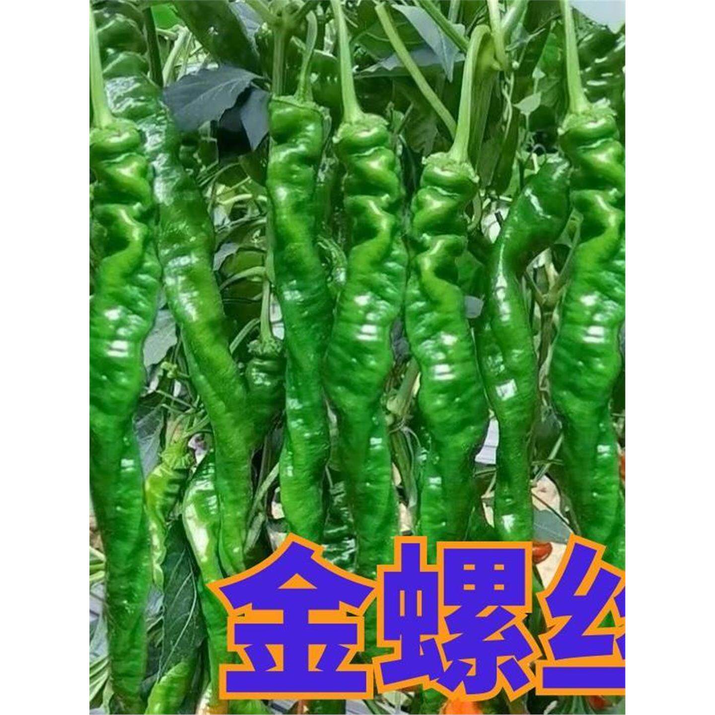 螺丝椒辣椒苗高产香辣特大辣椒秧苗螺丝椒薄皮南方盆栽蔬菜苗秧苗