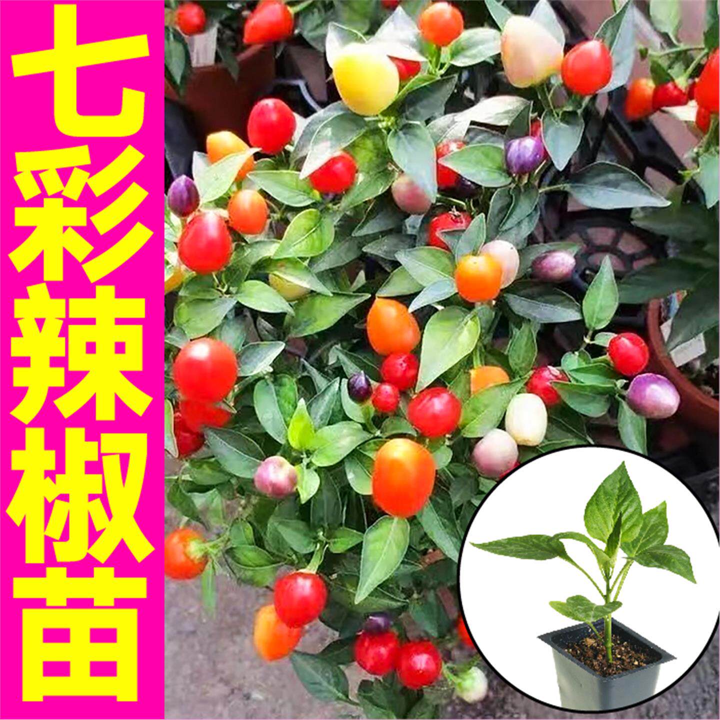 七彩多小尖椒苗秧穴盘带土