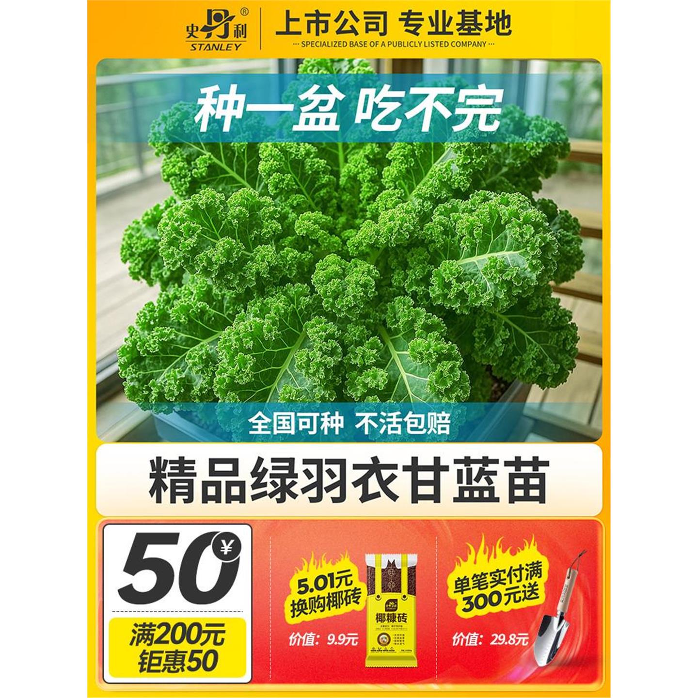史丹利食用羽衣甘蓝苗四季