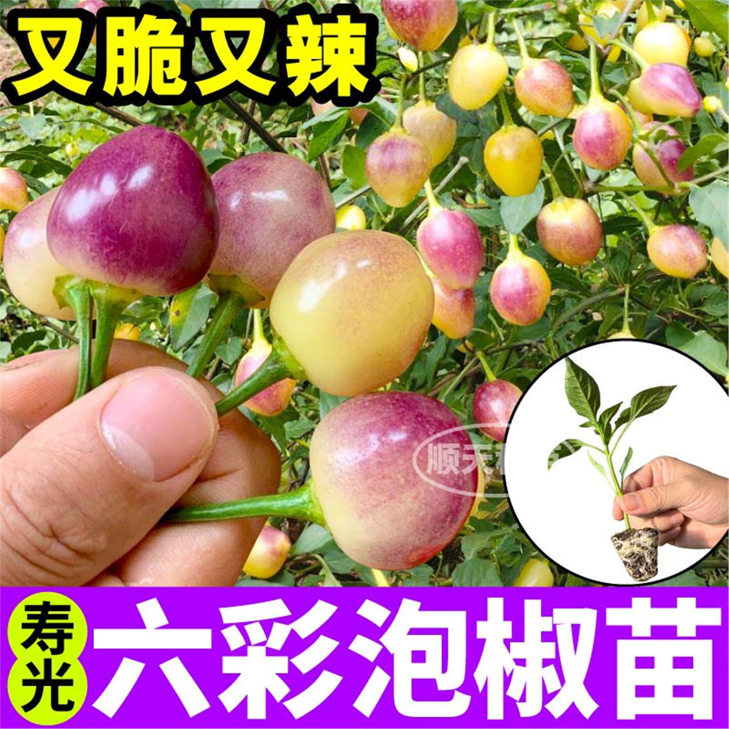 六彩泡椒秧苗多七五特辣种