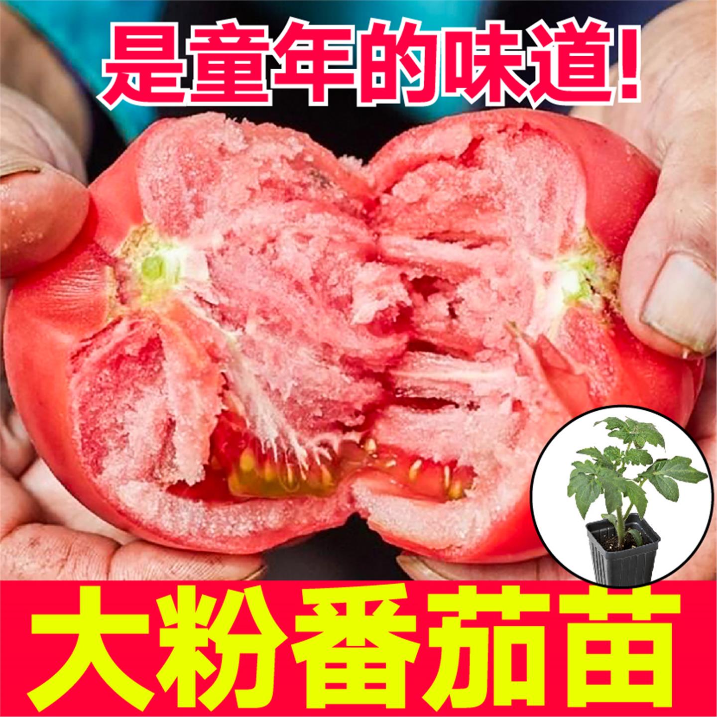 沙瓤超甜大粉番茄秧苗毛红