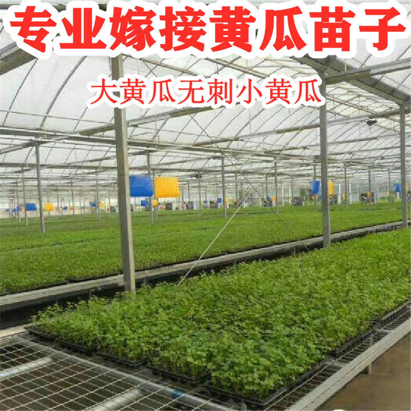 嫁接黄瓜苗子无刺水果黄瓜种苗辣椒苗线椒苗西红柿苗蔬菜种苗子壮