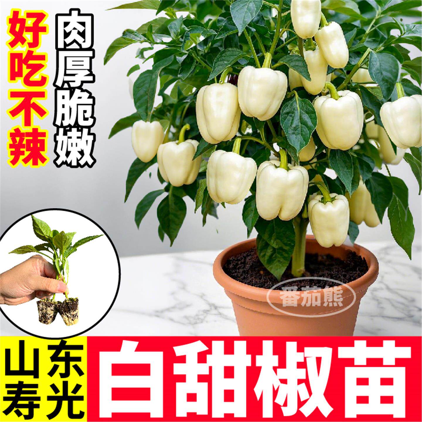 高产大果白甜椒苗秧红黄紫
