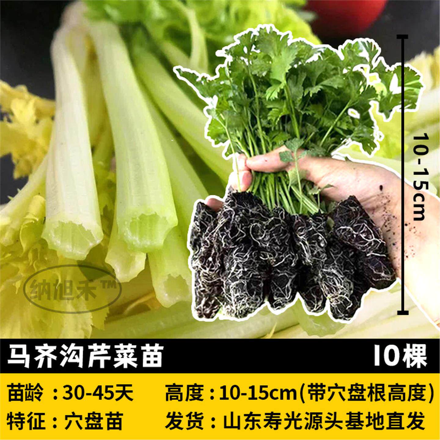 马齐沟芹菜幼苗带土发秧子