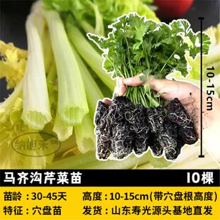 马齐沟芹菜幼苗带土发菜秧子苗马家沟芹秧苗盆栽蔬菜苗阳台四季播