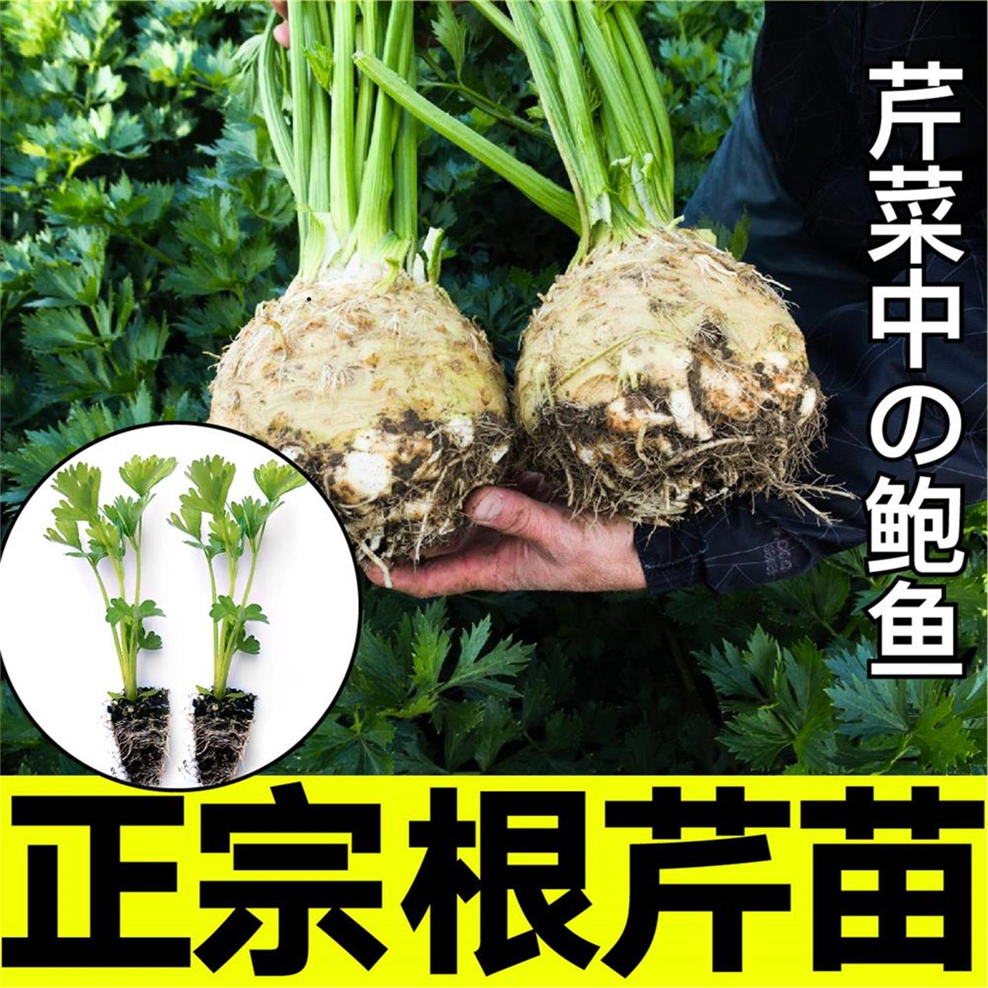 正宗根芹苗秧菜皇后西种子