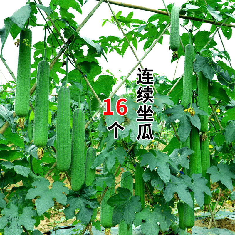肉丝瓜种子高产籽苗春季蔬