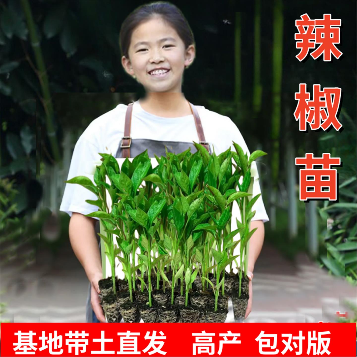 【湖南基地直发】辣椒苗高