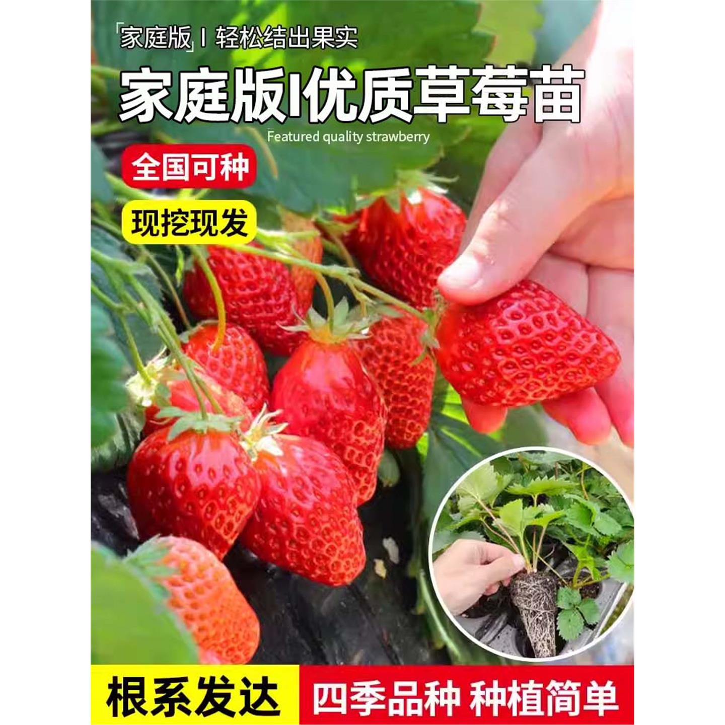 四季奶油穴盘草莓苗秧带土