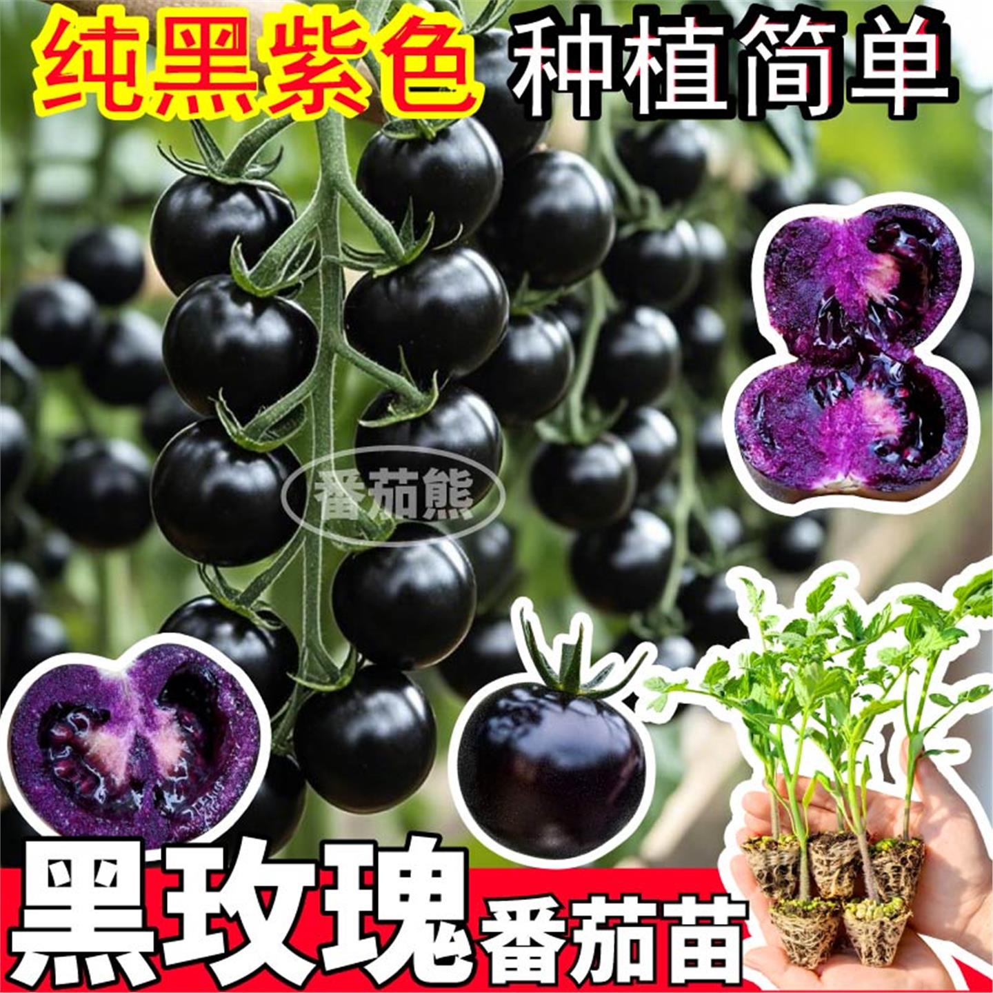 山东寿光纯黑紫色玫瑰番茄