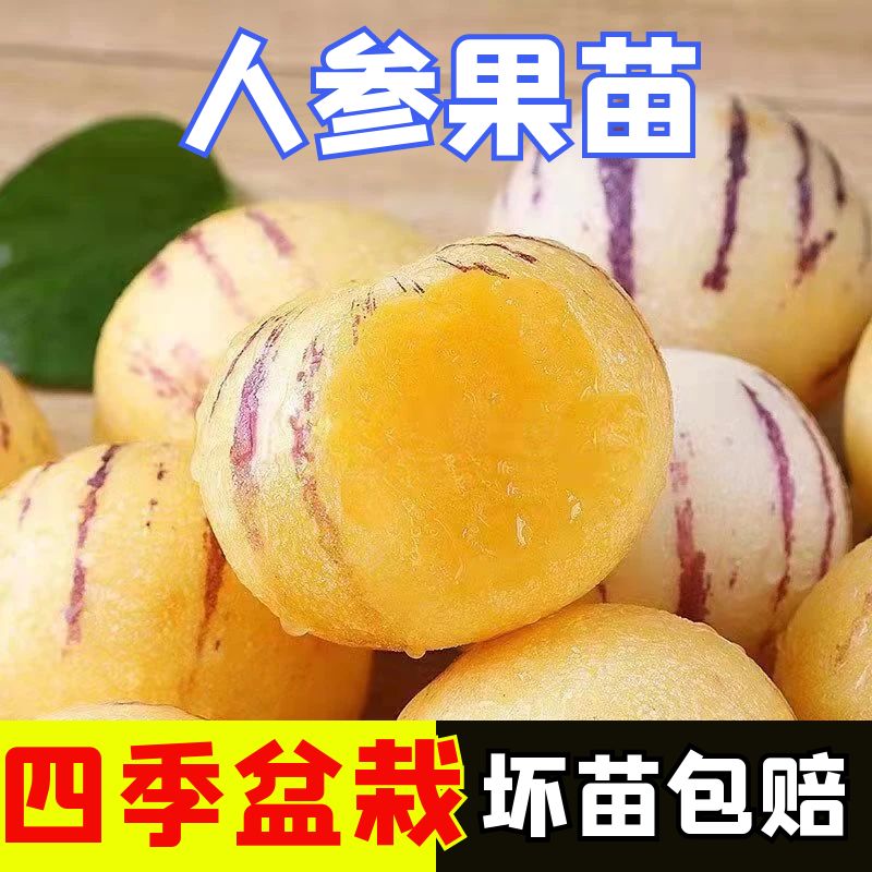 正宗人参果苗子四季盆栽高产