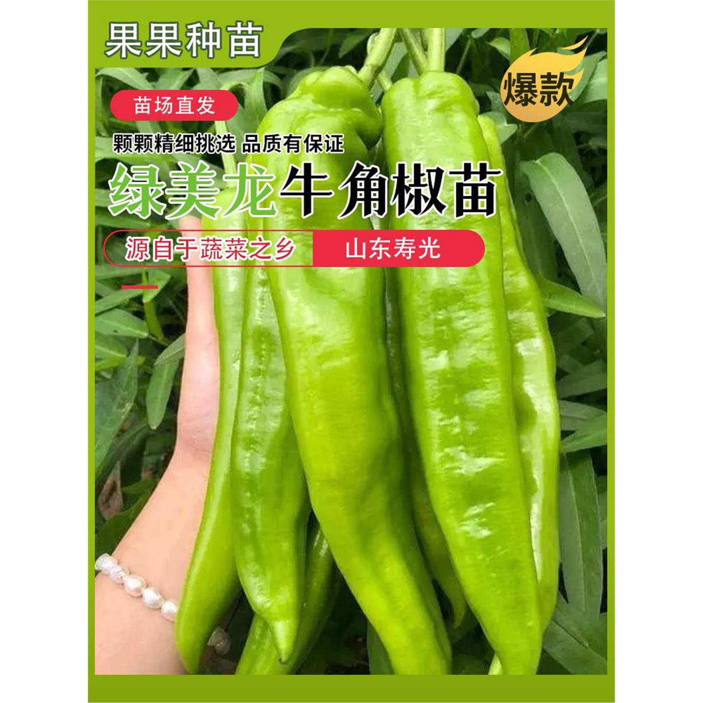 绿美龙特大牛角辣椒苗种子