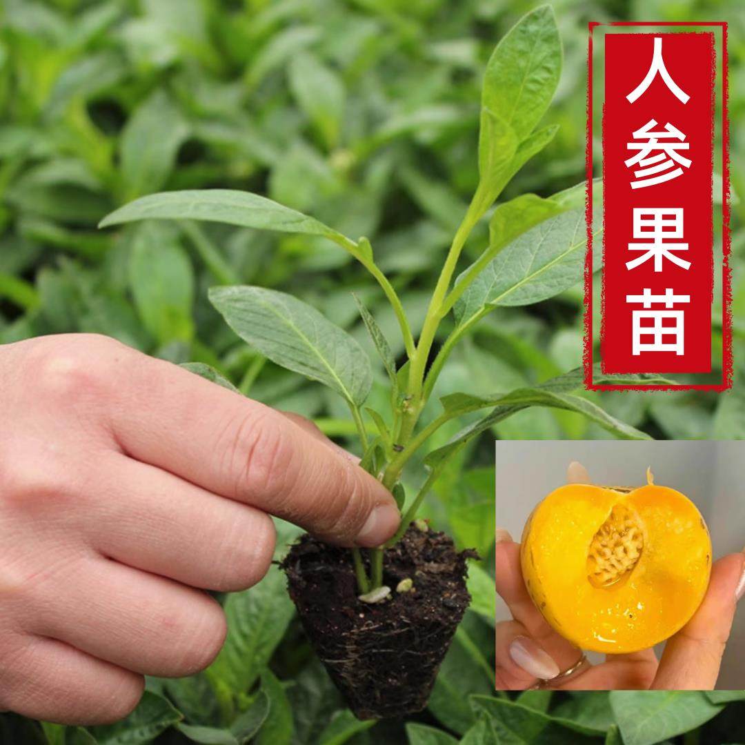 人参果树果苗秧苗水果苗四季大苗秧南方树苗奶香人叁果阳台盆栽