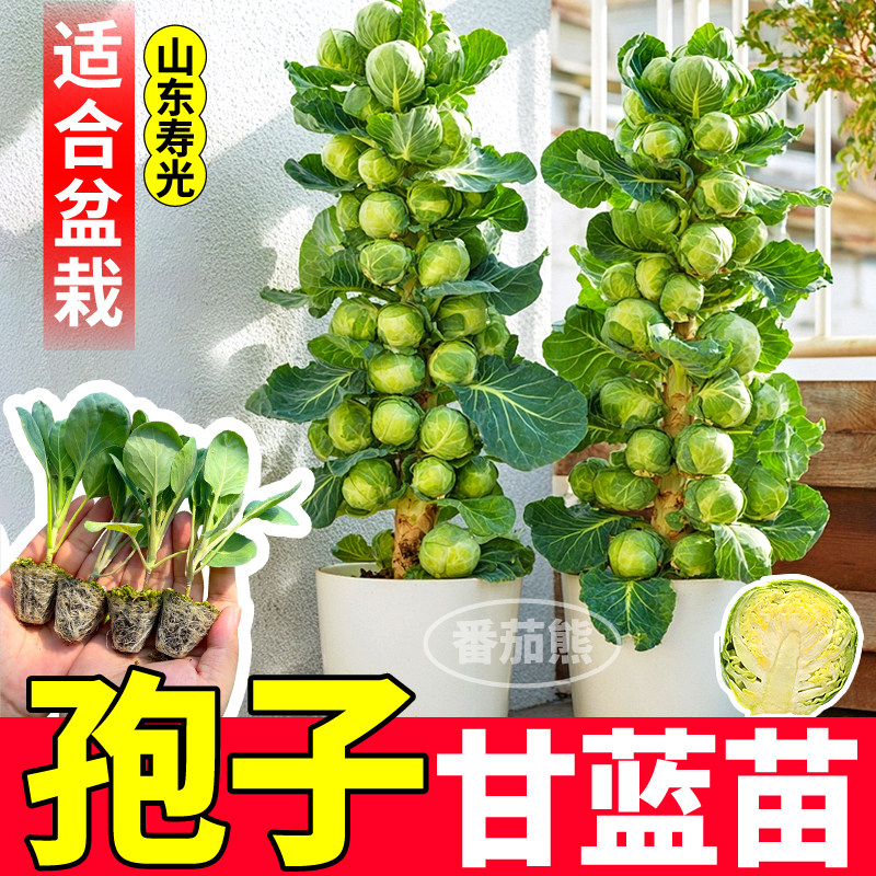 孢子甘蓝秧苗带土球幼抱种