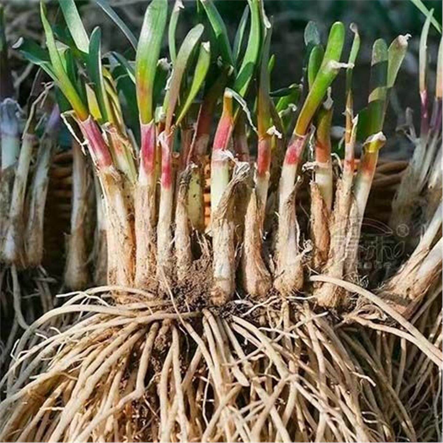 新鲜韭菜根紫细叶红传统小