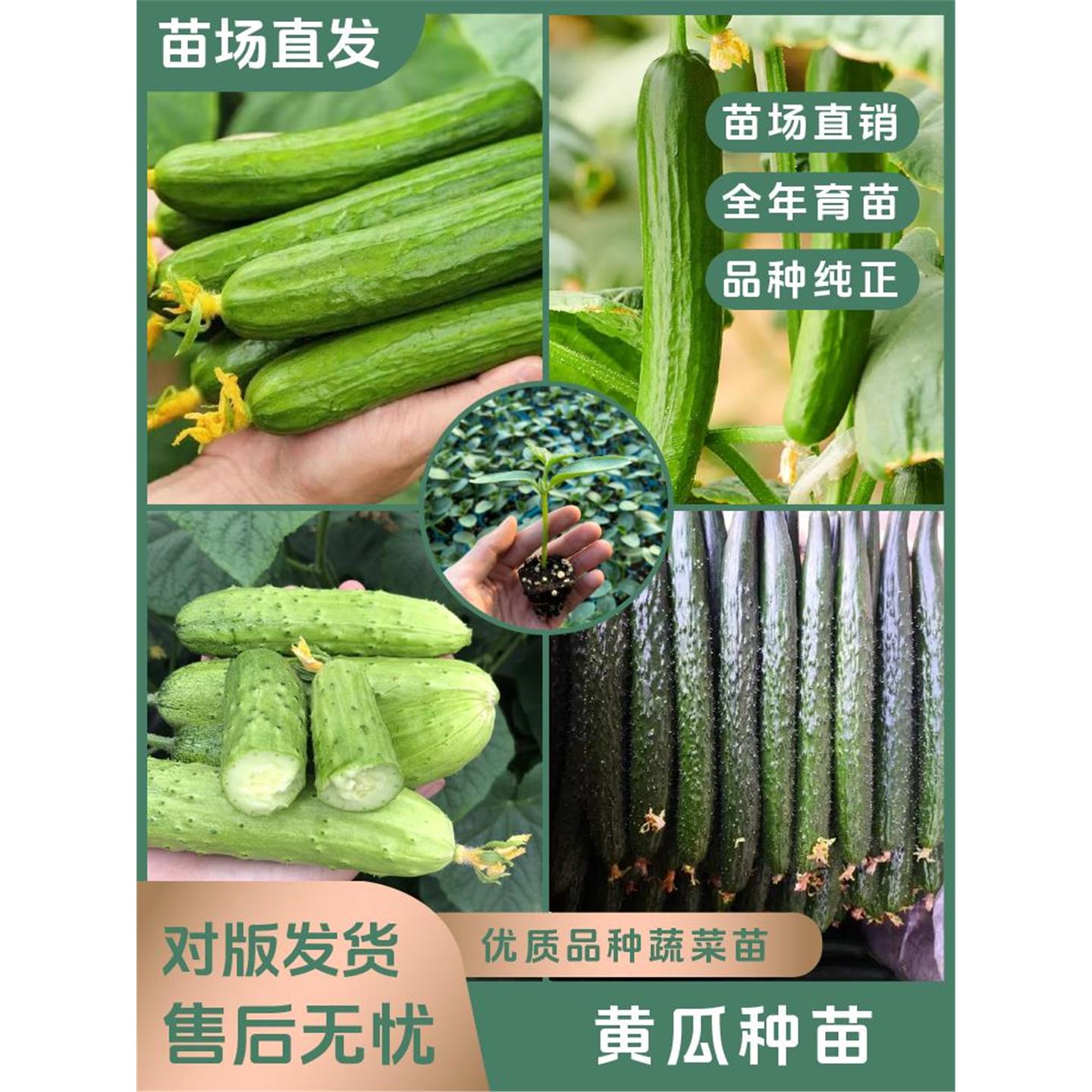【黄瓜苗】四季优质种高产