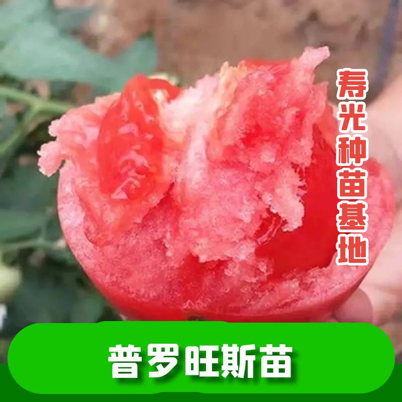 寿光沙瓤爆甜普罗旺斯口感番茄苗秧大粉千禧圣女果西红柿种子盆栽
