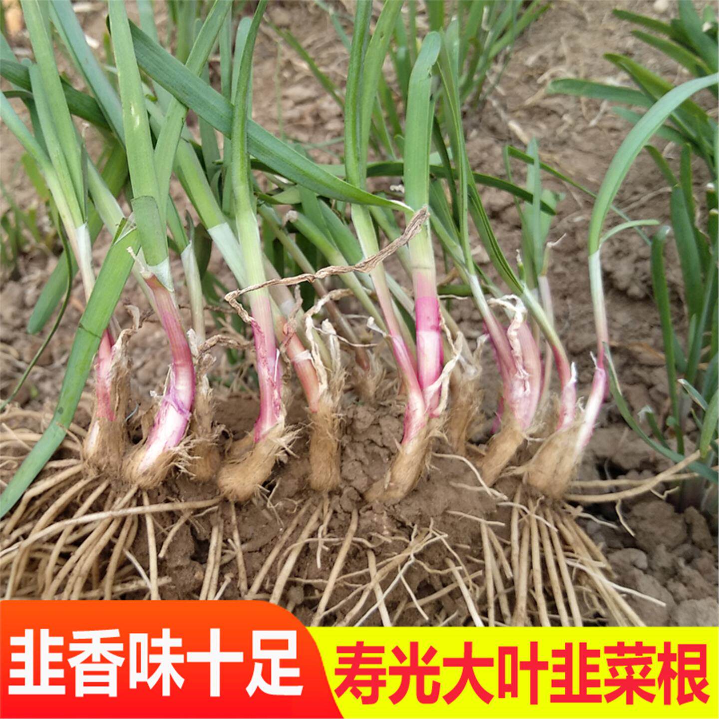 韭菜根苗红现挖细叶香种子