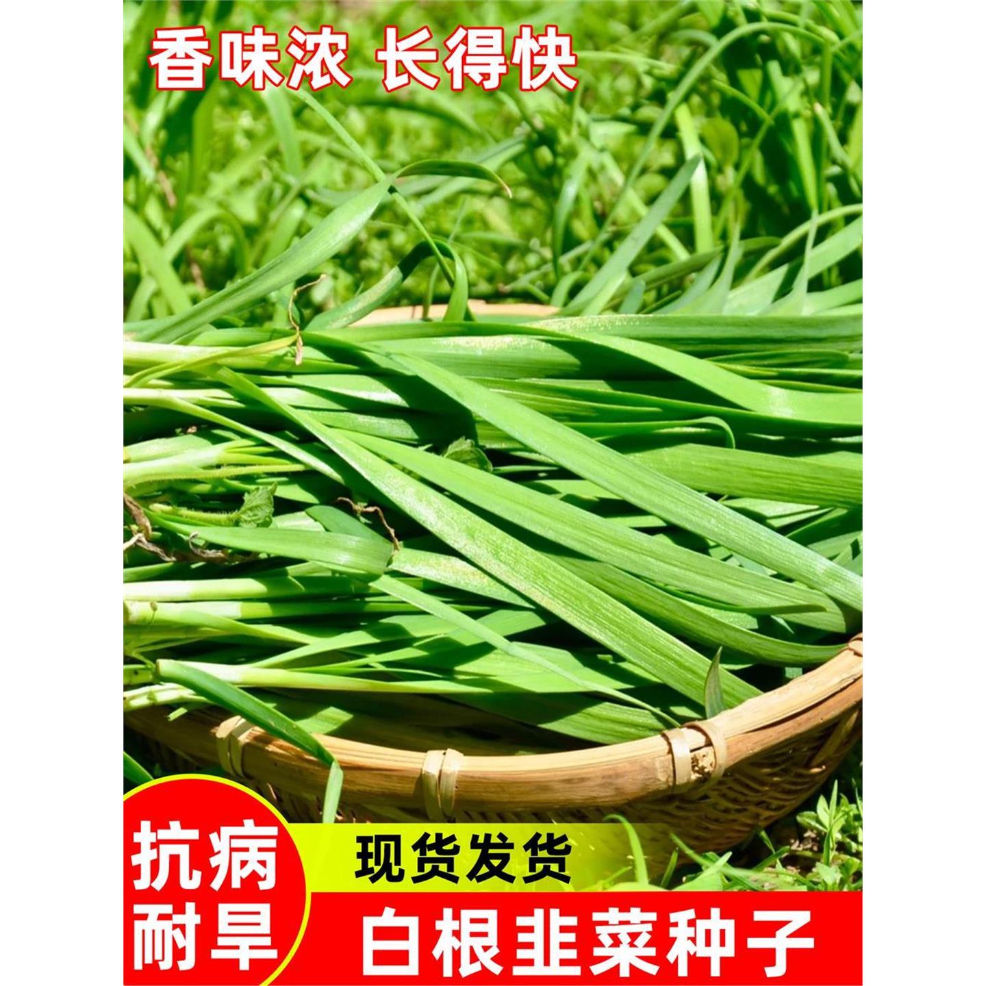 白根韭菜种子四季多次采收