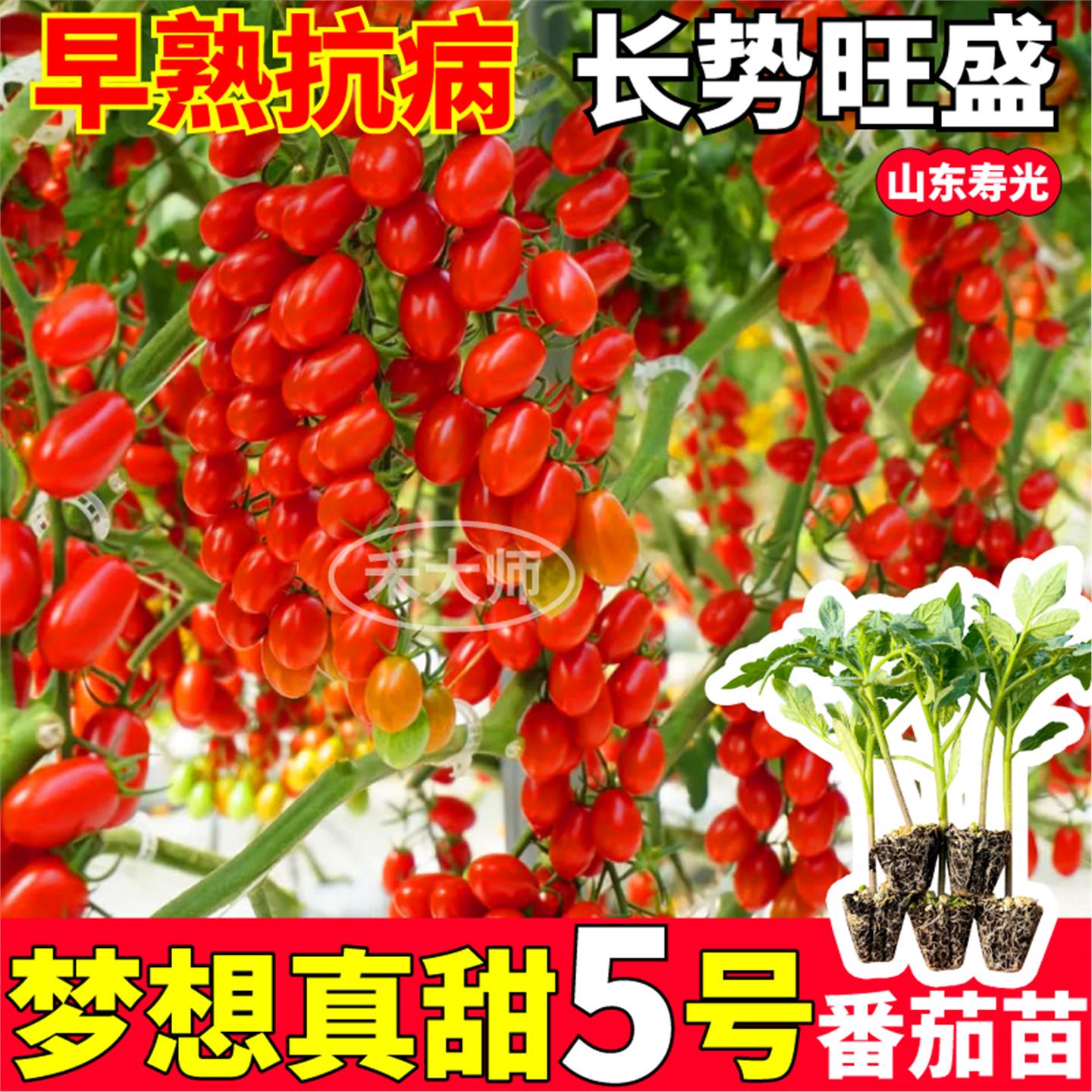 寿光梦想真甜5号番茄苗秧