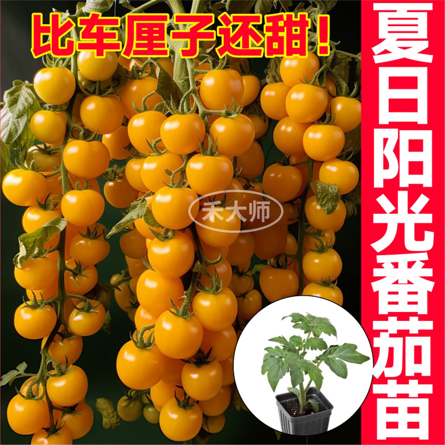 超甜夏日阳光番茄苗秧红黄
