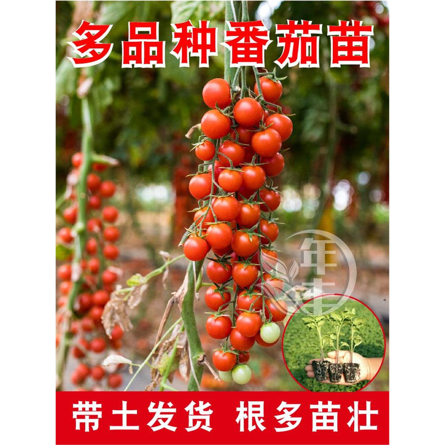 四季超甜矮生千禧圣女果苗