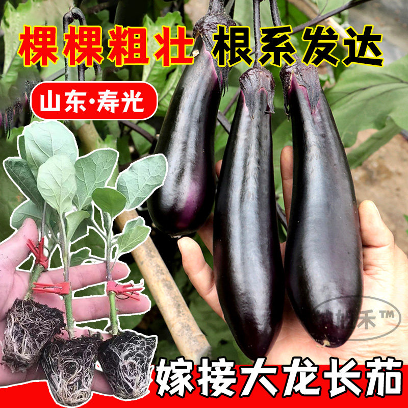 嫁接苗紫把长茄大龙子红线
