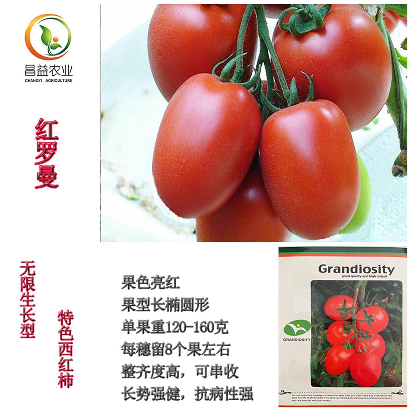 红罗曼特色番茄种籽孑高产