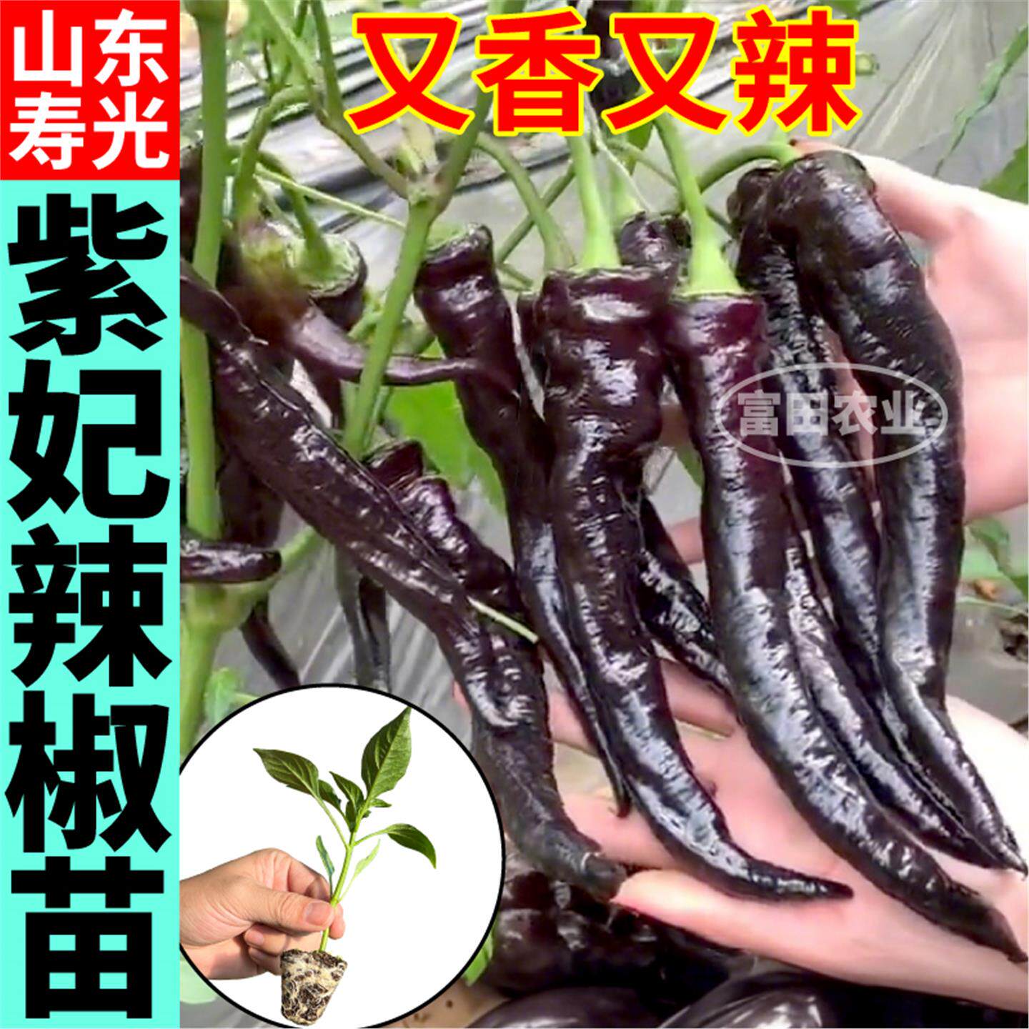 寿光紫妃辣椒苗秧黑美人紫螺丝椒种子高产又香又辣压趴架四季盆栽