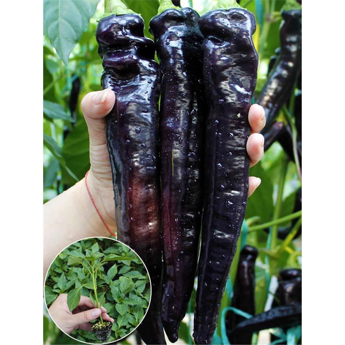 黑紫色羊角椒种籽孑妃尖子