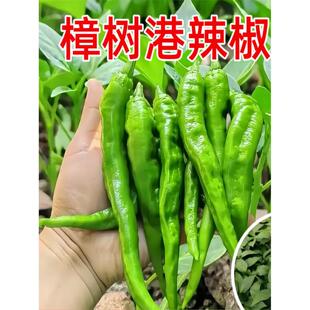 樟树港辣椒苗秧苗香辣朝天椒幼苗四季南方种阳台盆栽菜园蔬菜苗子