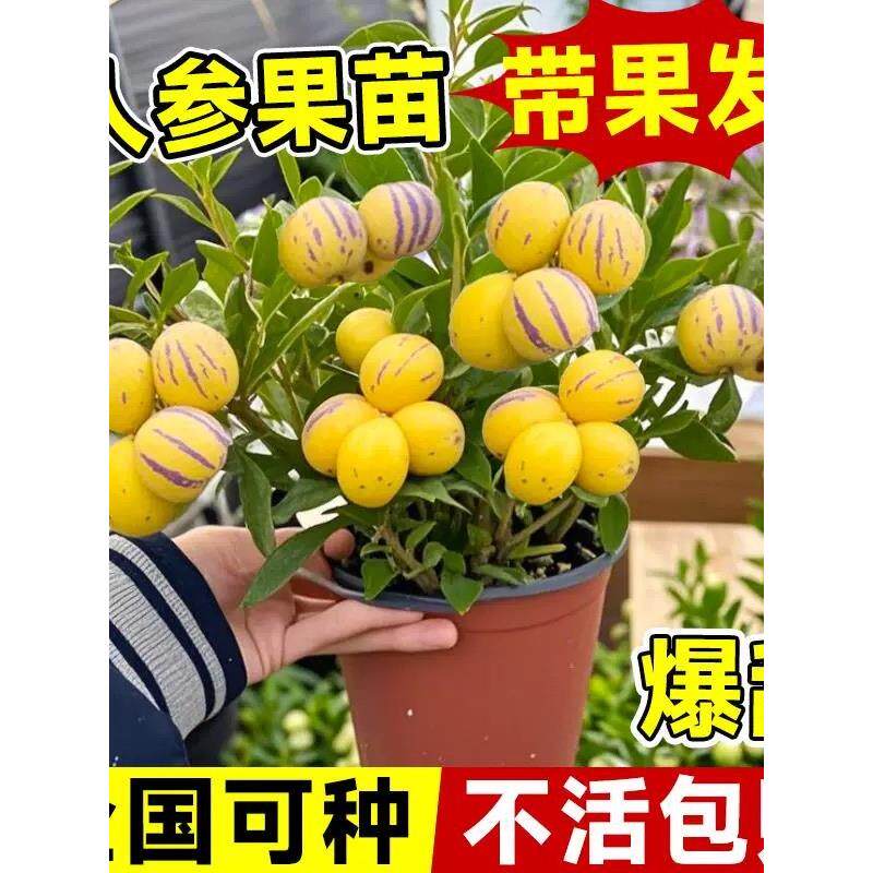 人参果苗盆栽南方种植树阳