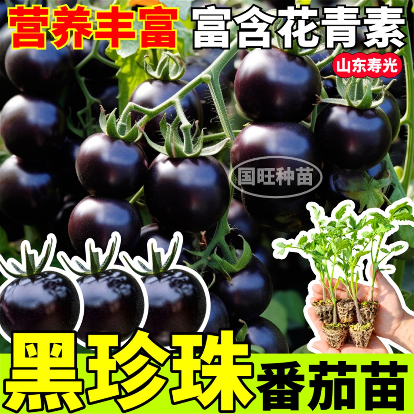 山东寿光黑珍珠番茄苗秧四