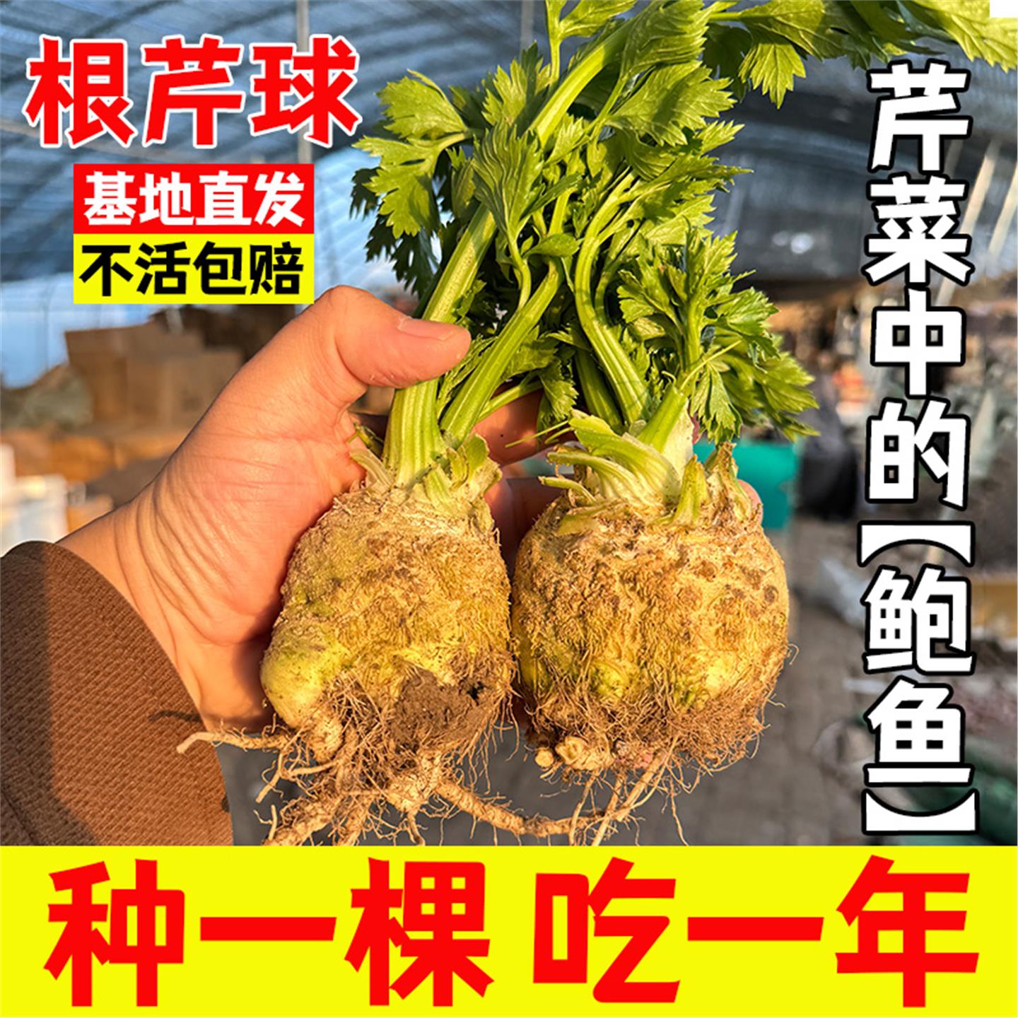 山东寿光正宗根芹苗秧蔬菜