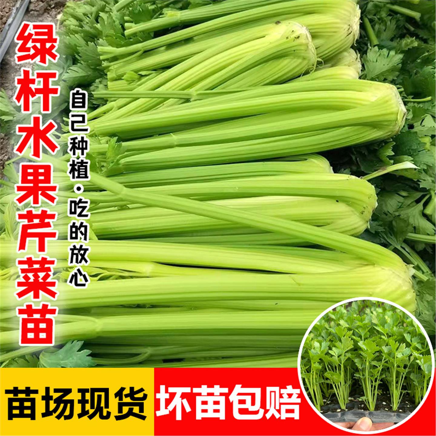 绿杆兰巴达水果西芹苗南方