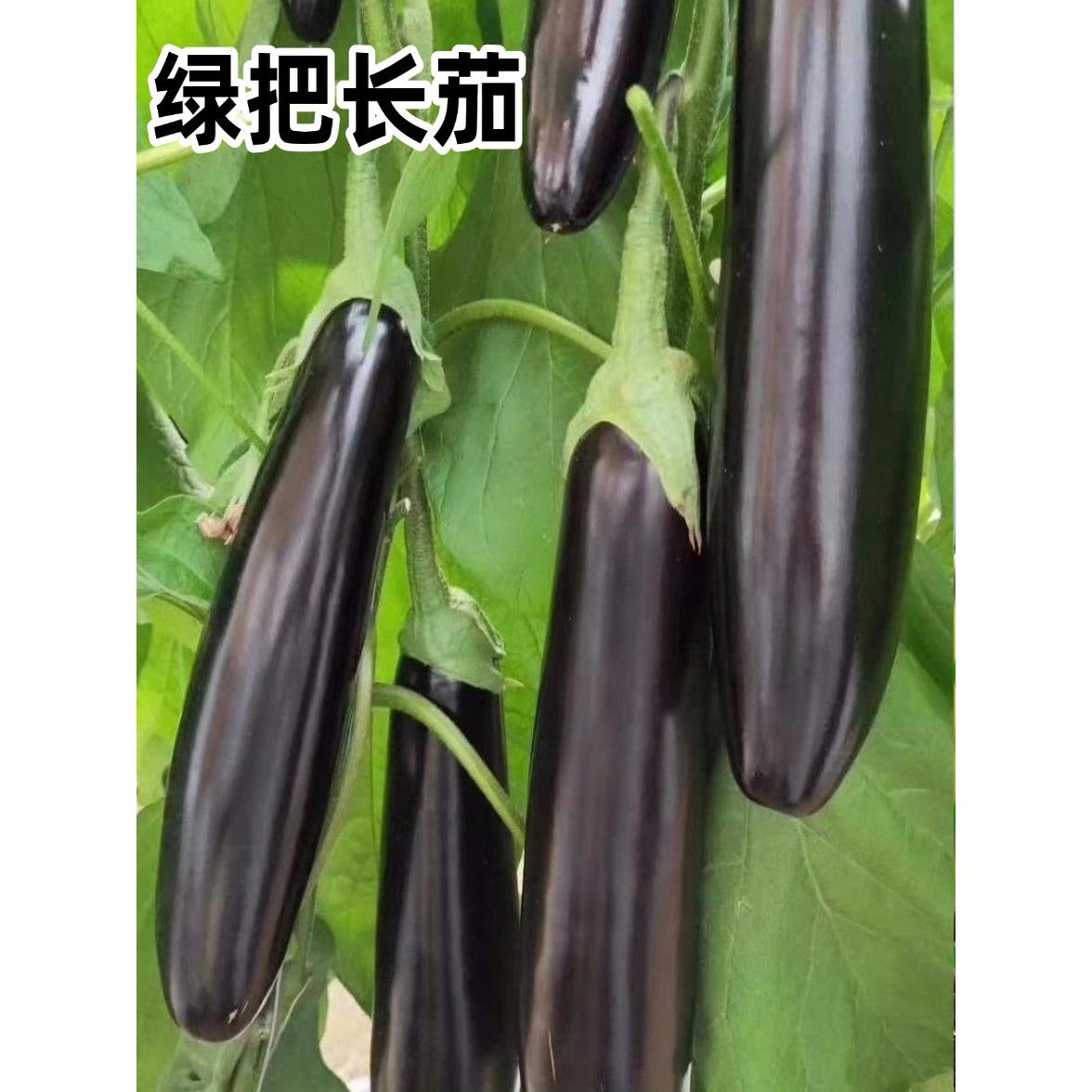 嫁接茄子苗绿萼长种籽烧烤