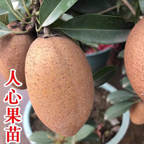 新品种越南人心大果参苗北