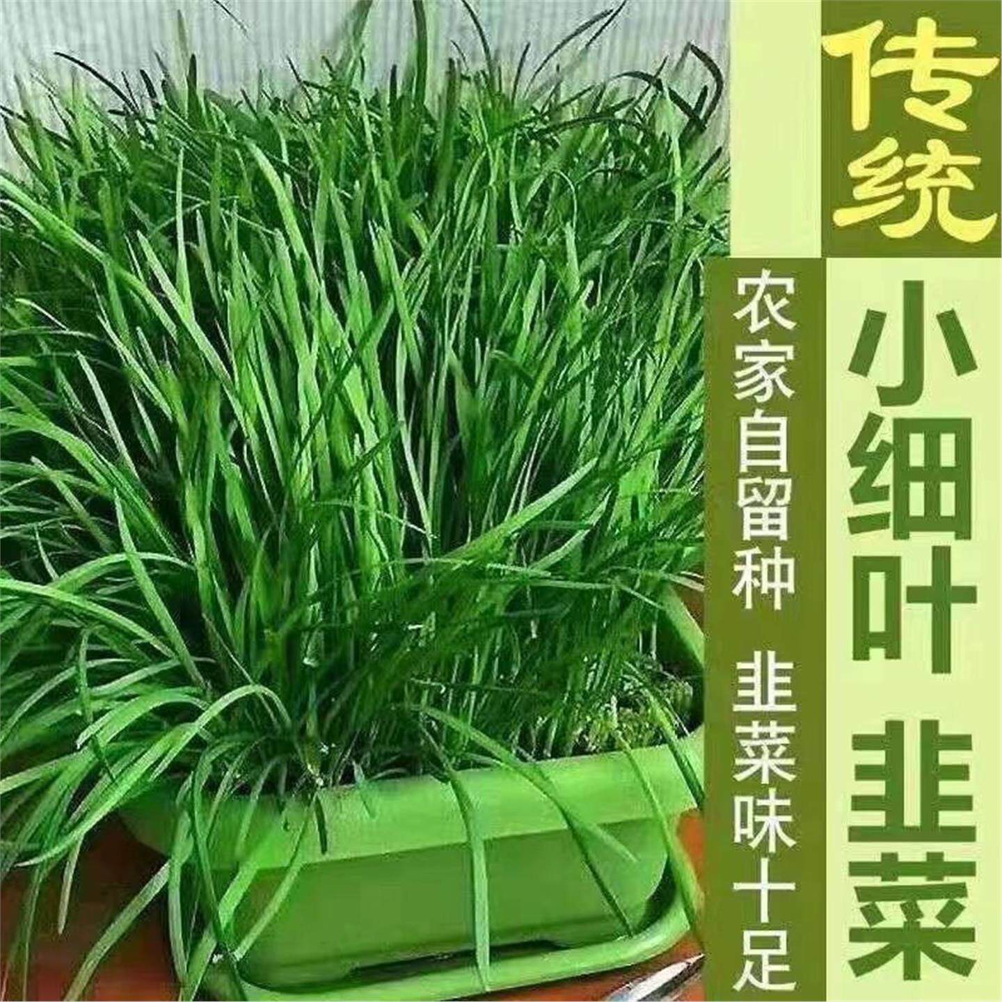 现挖新韭菜根苗香小叶细四