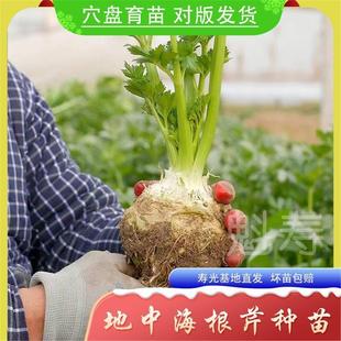 根芹种子孑地中海芹菜根球型蔬菜种苗四季播大田阳台盆栽耐热耐寒