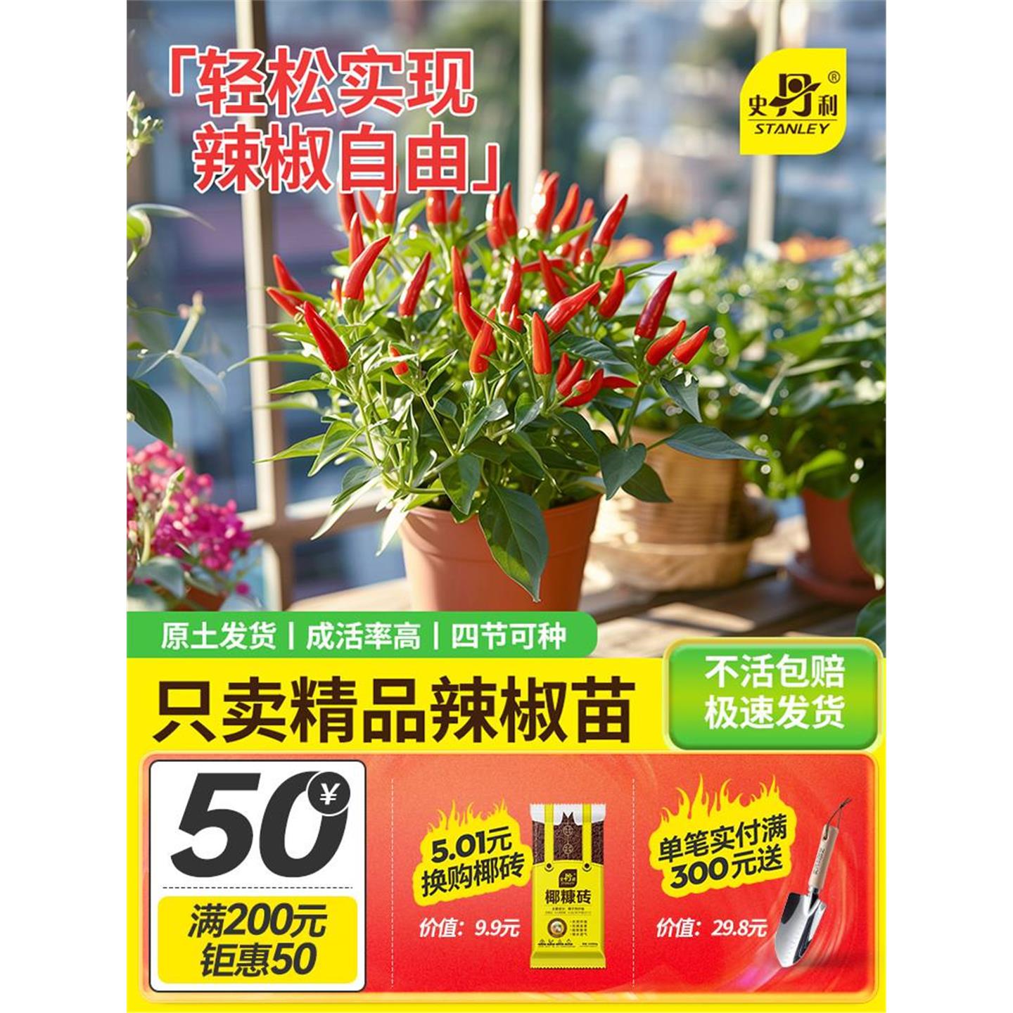 史丹利朝天椒小米辣苗四季