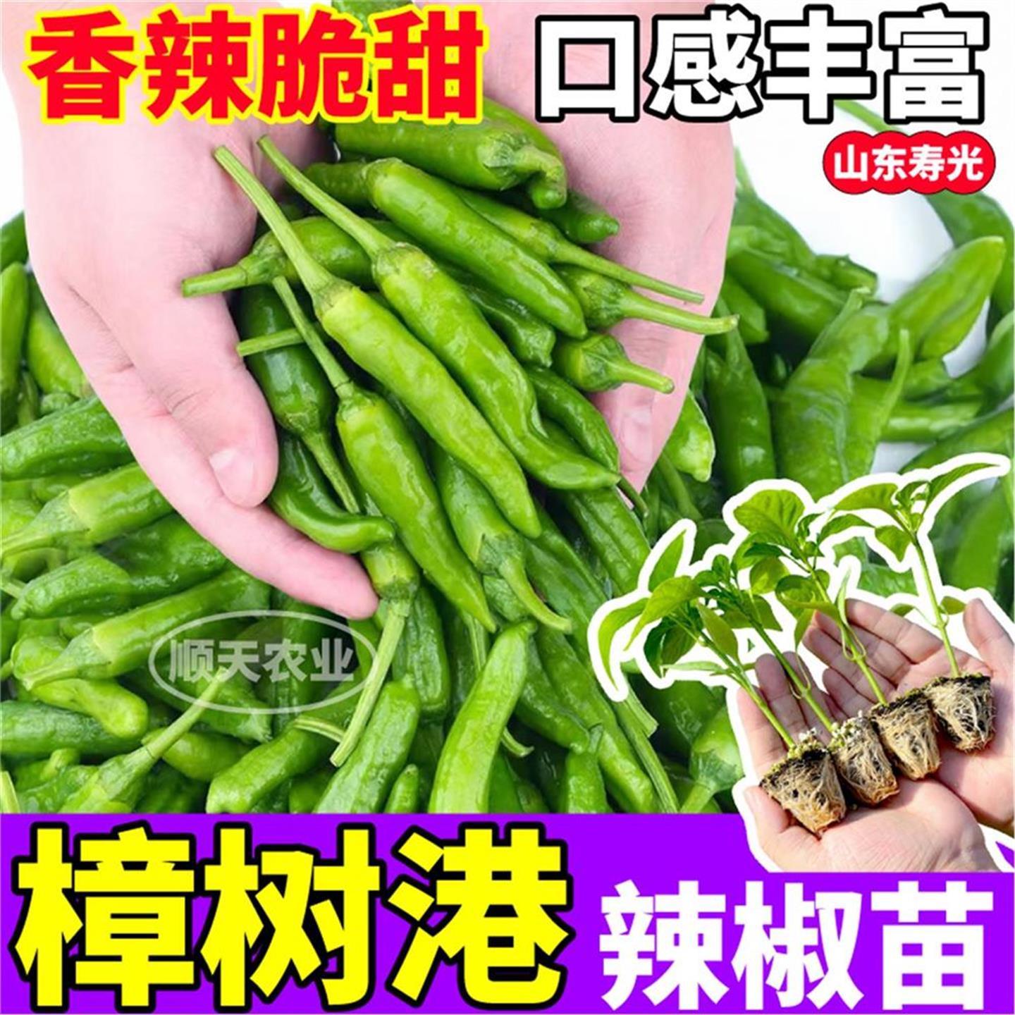 樟树港辣椒苗秧四季香脆甜