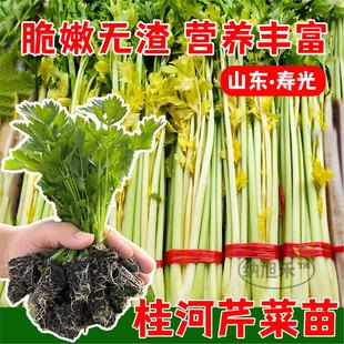 桂河芹菜苗四季芹菜苗秧芹菜苗秧芹菜根球芹菜根苗芹菜苗带土