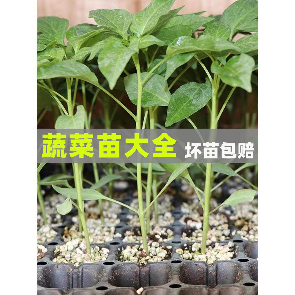 四季蔬菜苗大全秧番茄西红