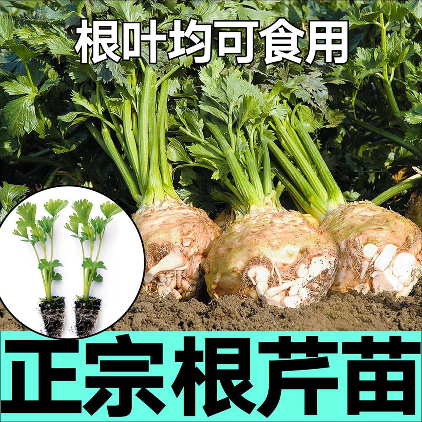 正宗根芹菜苗秧种子阳台室